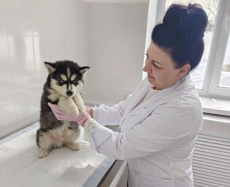 Саратовские ветеринары вытащили застрявшую кость из пасти двухмесячного хаски